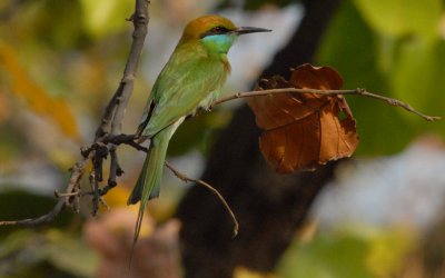 Green Bee Eater (0379_1) 
