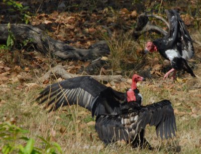 Red Headed Vulture (0685_1)