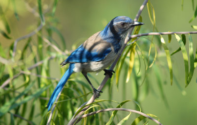Coastal Scrub Jay #0773 