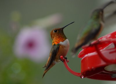 Male Allens Hummingbird 0920 