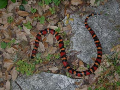 Mexican Milk Snake