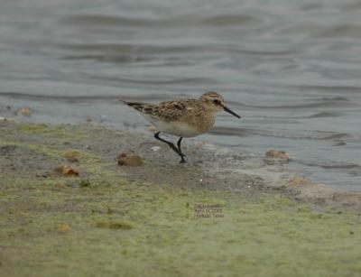 Baird's Sandpiper