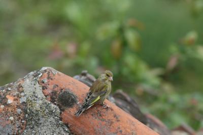 Greenfinch on a rooftop