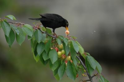 Eurasian Blackbird in a Cherry tree.