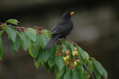 Eurasian Backbird in Cherry tree again