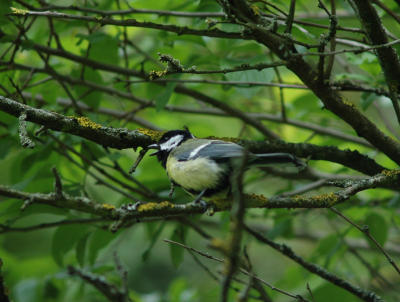 Great Tit