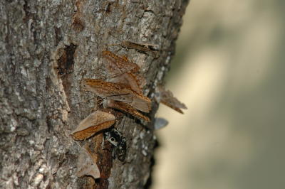 Asterocampa texana & Eyed Click beetle