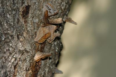 Asterocampa texana