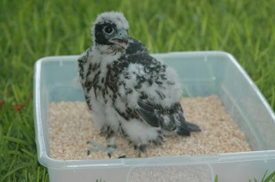 GyrxPeregrine Tiercel 34 days