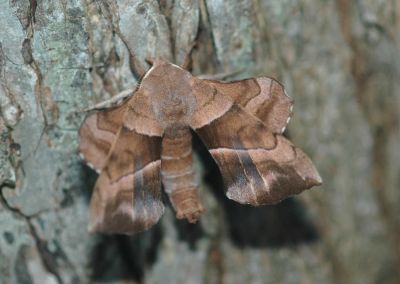 Walnut Sphinx Moth