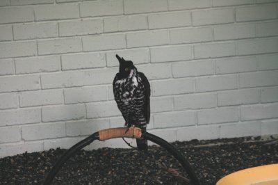 Blythe's Hawk Eagle
