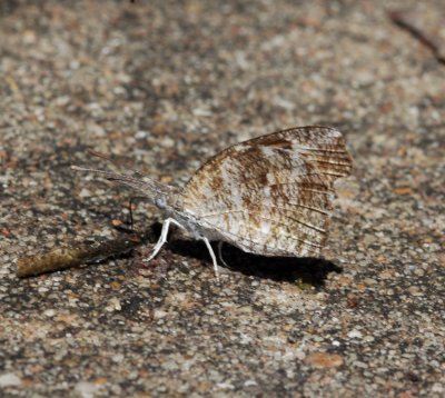 Snout Butterfly