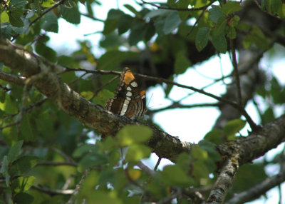 California Sister (Adelpha bredowii eulalia)