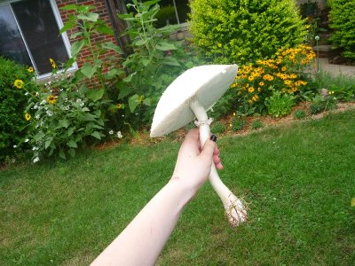 kickass huge mushrooms