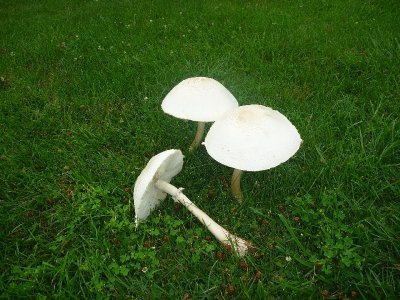 mushrooms11-2.JPG