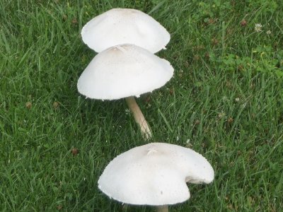 mushrooms11-5.JPG