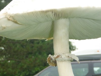 mushrooms11-8.JPG