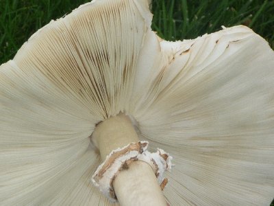 mushrooms11-9.JPG