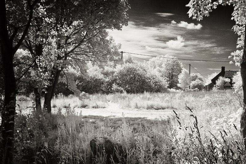 The Village Pond, Mid Summer 2011