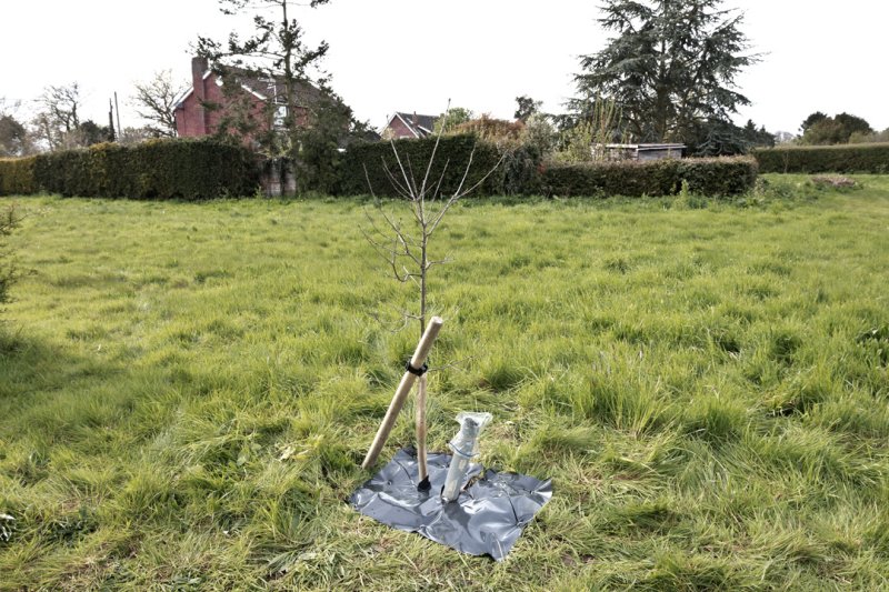 Young Oak Tree Planted to Commemorate the Queens Diamond Jubilee