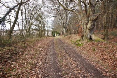 A walk in the winter forest