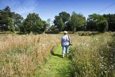 The Village Pond, Mid Summer 2011