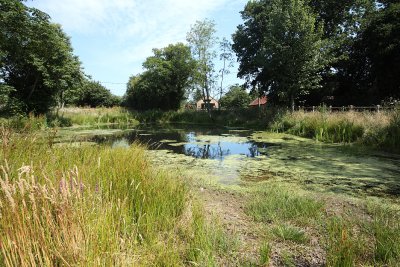 The Village Pond, Mid Summer 2011