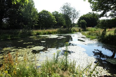 The Village Pond, Mid Summer 2011