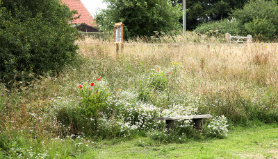 The Village Pond, Mid Summer 2011