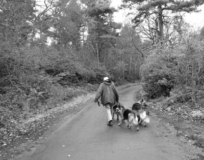 Walking the Dogs