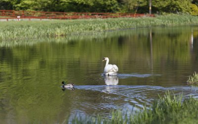 Unlikely Pair