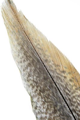 Pheasant Feather