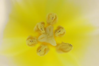 Tulip