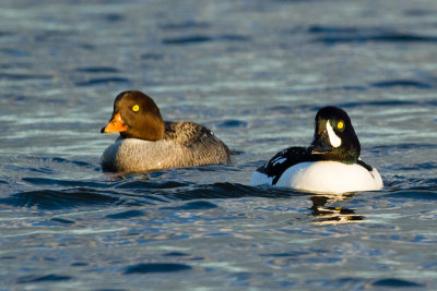 Barrow's Goldeneyes