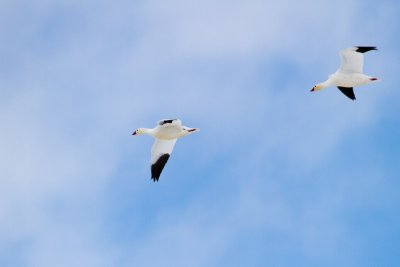 Ross's Geese