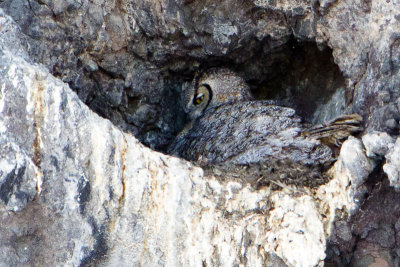 Great Horned Owl peeking