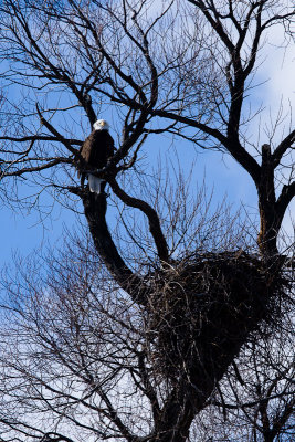 Bald Eagle above nest