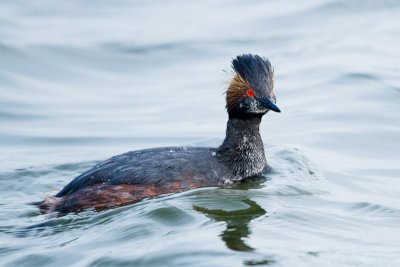 Eared Grebe