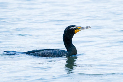 Double-crested Cormorant