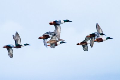 Northern Shovelers