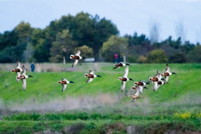 Northern Shovelers