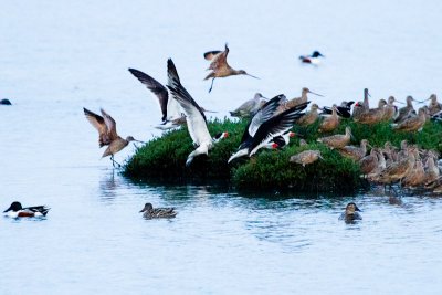 Black Skimmers