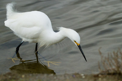 Snowy Egret