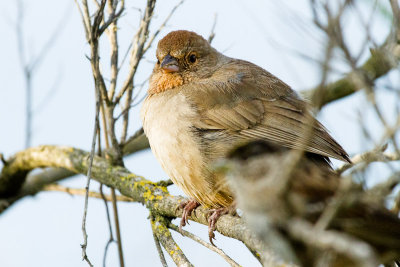 California Towhee