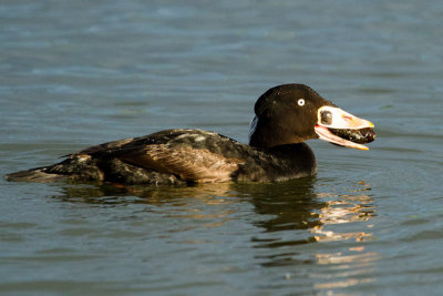 Surf Scoter with Mussel