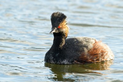 Eared Grebe