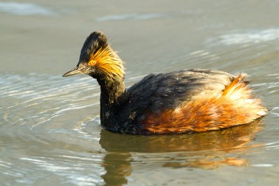 Eared Grebe