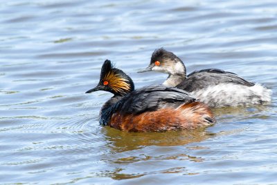 Eared Grebe