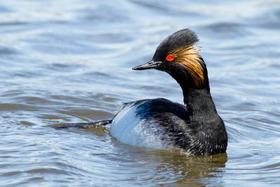 Eared Grebe