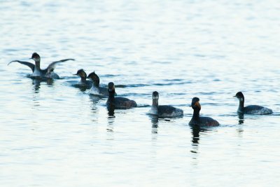 7 Eared Grebes